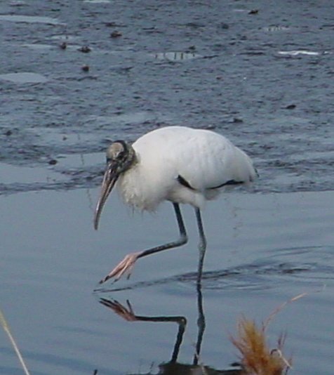 a tall white bird walking along the water