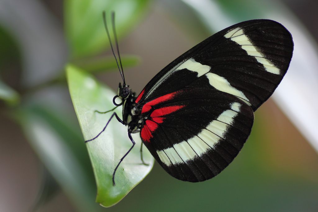 a small black and white erfly sitting on a green leaf