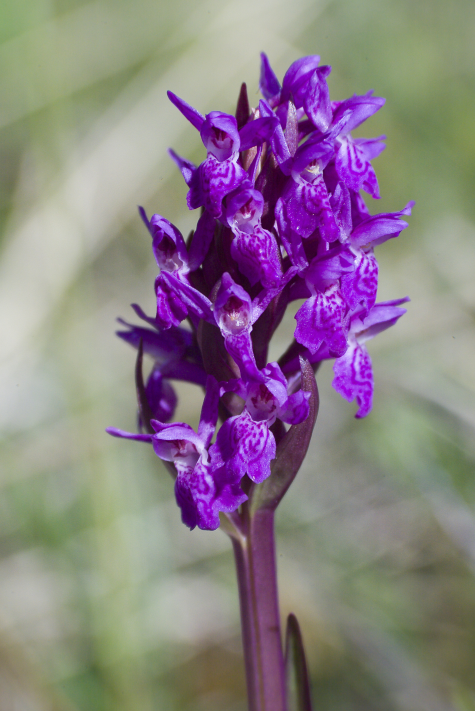 a small purple flower blooming next to blurry trees