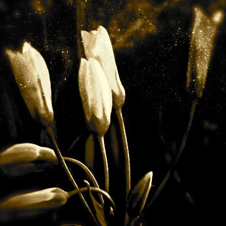 some flowers are white and yellow by a black background