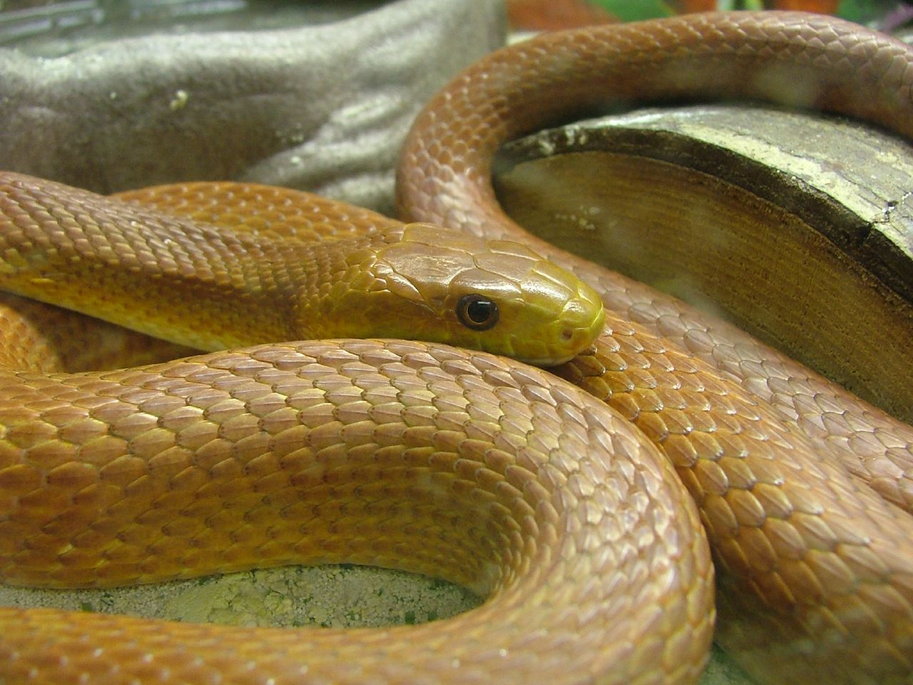 a brown snake with long, shiny stripes in its curled tail