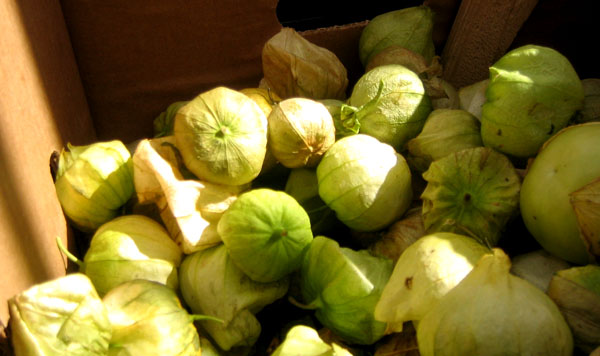 some rotten green brussels sprouts in a box