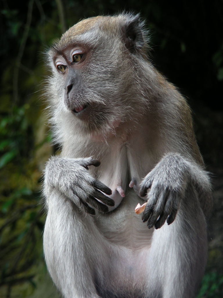 a monkey that is holding a piece of fruit