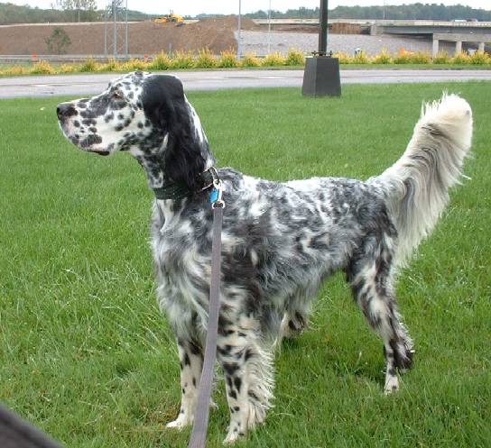 a german setter with black spots on a leash