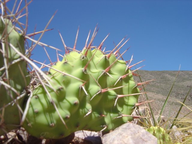 cactus with a cactus like plant against a desert background