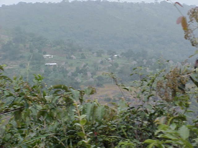 a hazy view of some hills near trees