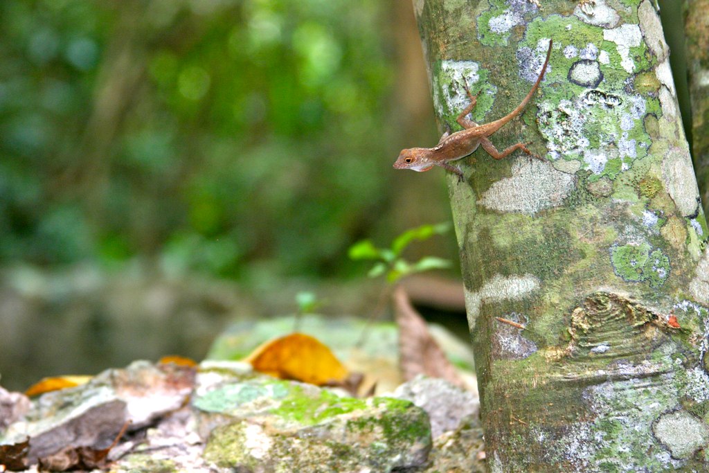 an animal is climbing up the side of a tree