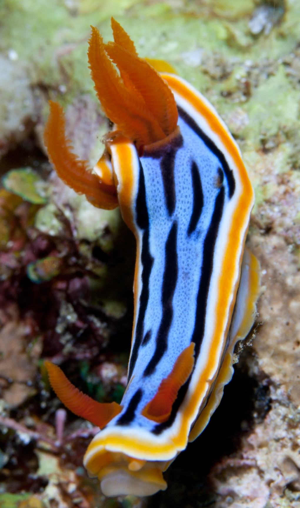 a small yellow and black fish floating on the ocean floor