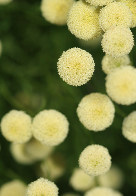 a group of white flowers with leaves in the background