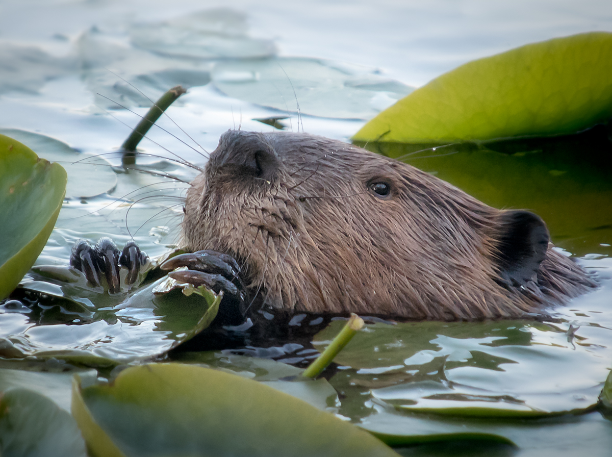 a beaver swimming in the water with its nose stuck in a weed