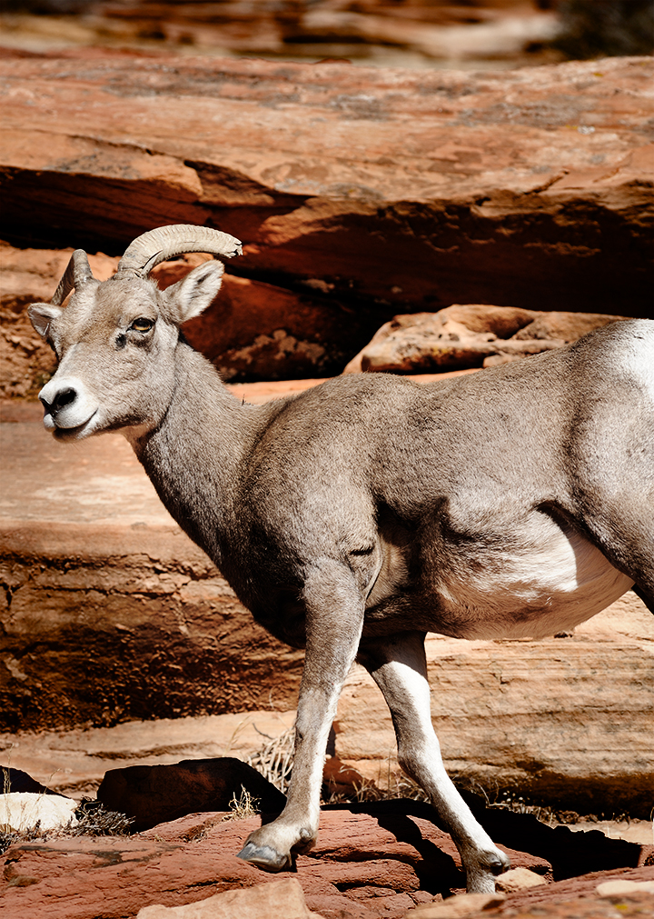 an animal walking on some rocks near some water