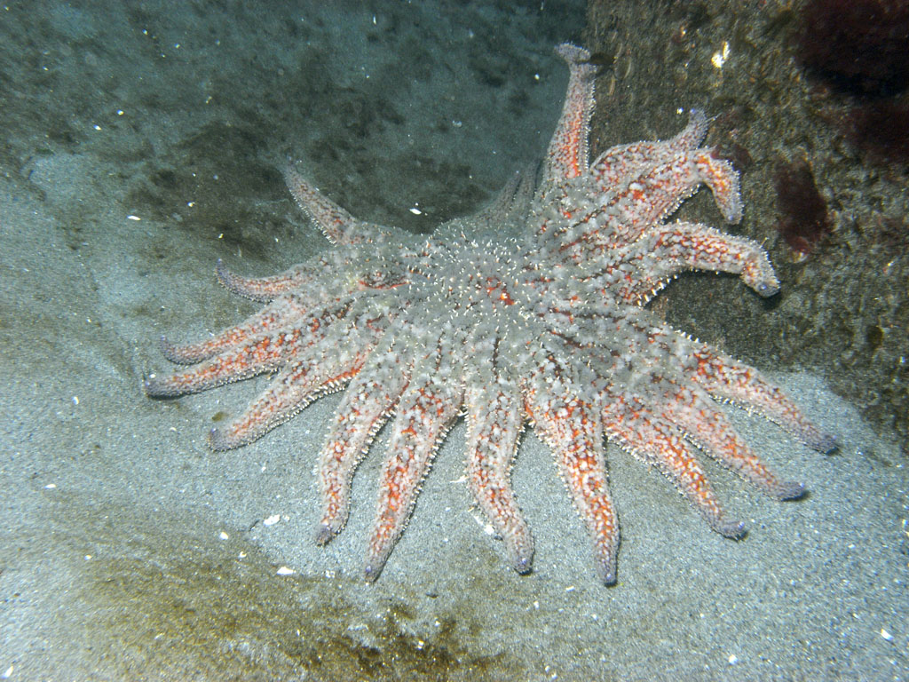 a small starfish with white speckles on the sea bed