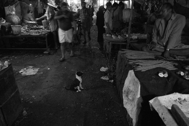 a man walks by at a market with a dog sitting in front of him