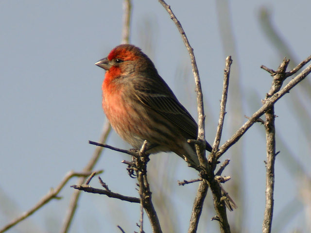 a red ed bird perched on the nch of a tree