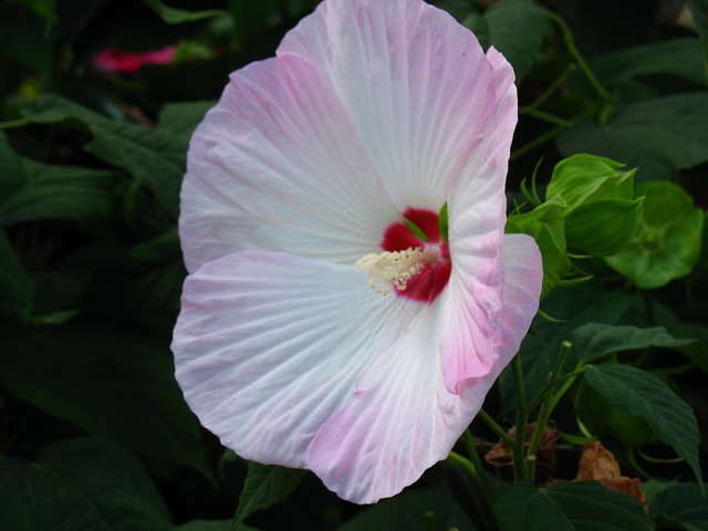 a white flower with a red center in some dark foliage