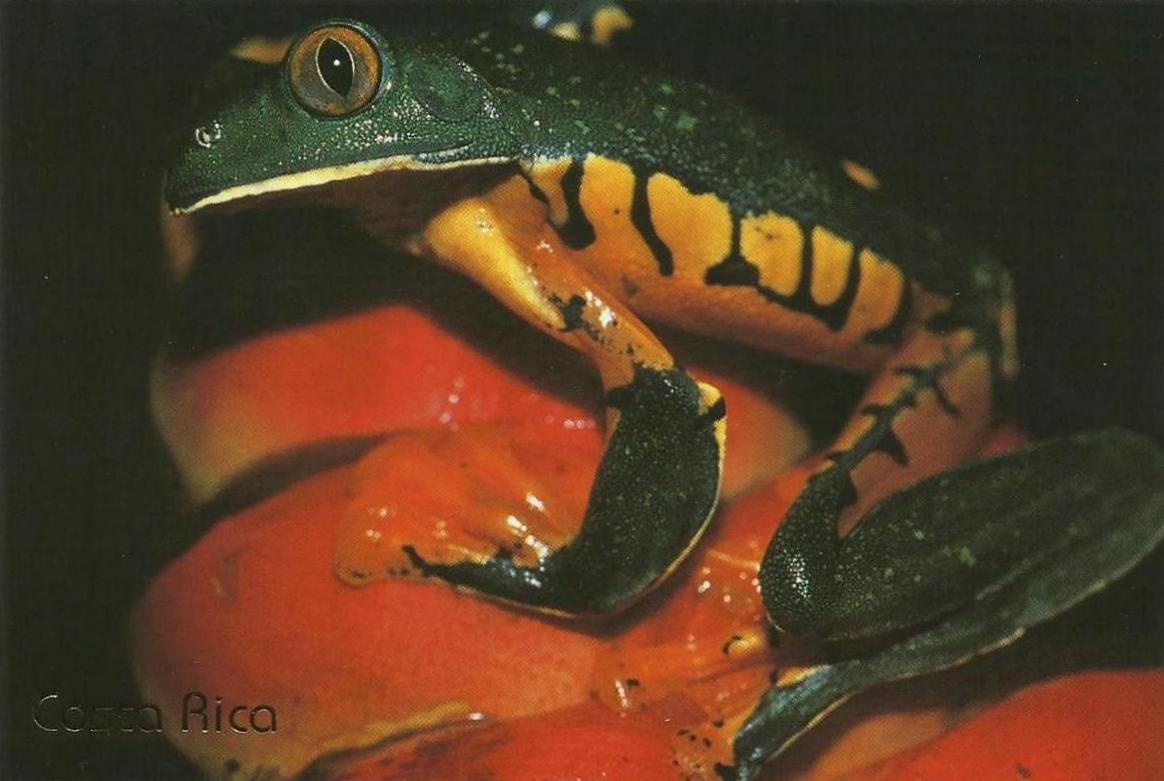 two small frogs are sitting on top of each other