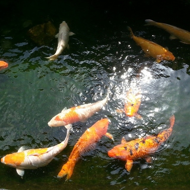 many koi's are swimming in the water together