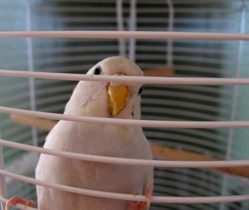 a light brown bird sitting in the cage with it's eyes closed