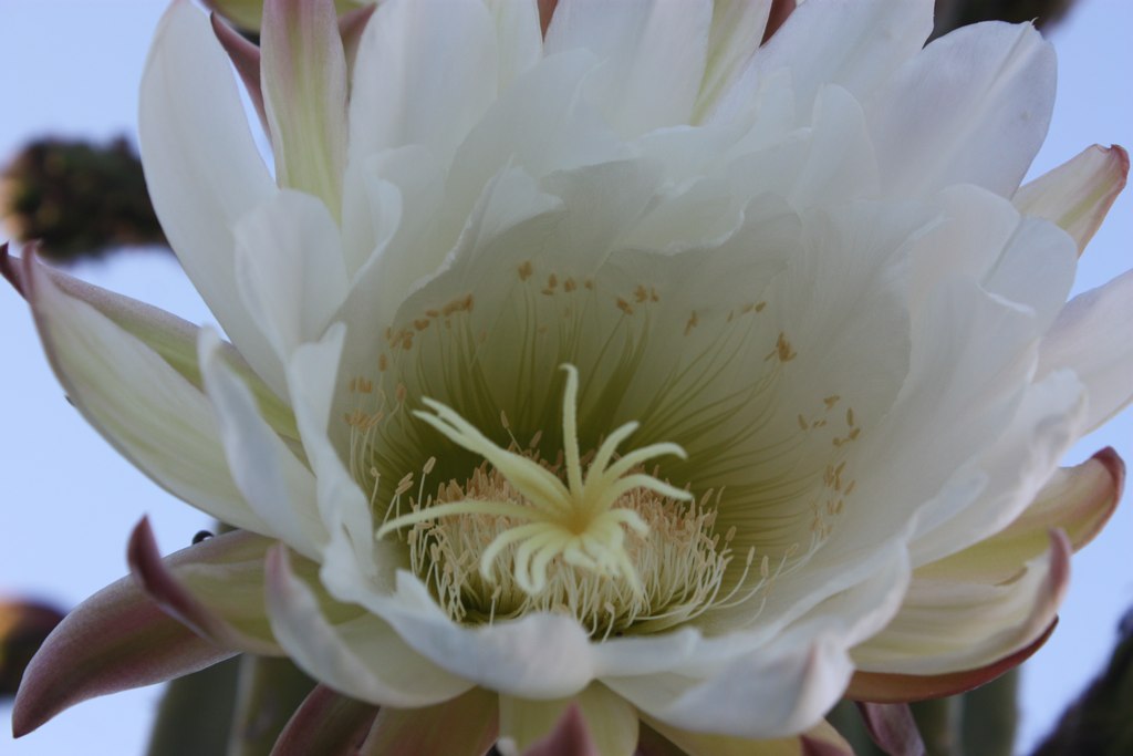 a white and pink flower blooming out of it's center