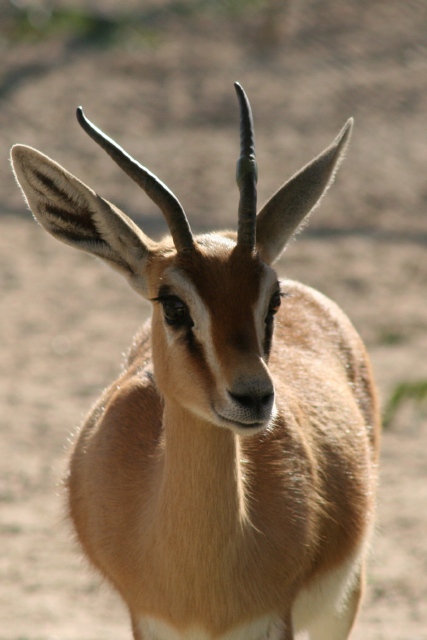 a gazelle with black horns standing in a field