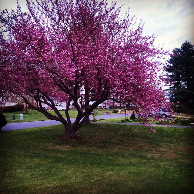 pink blossoms on the tree in front of a parking lot