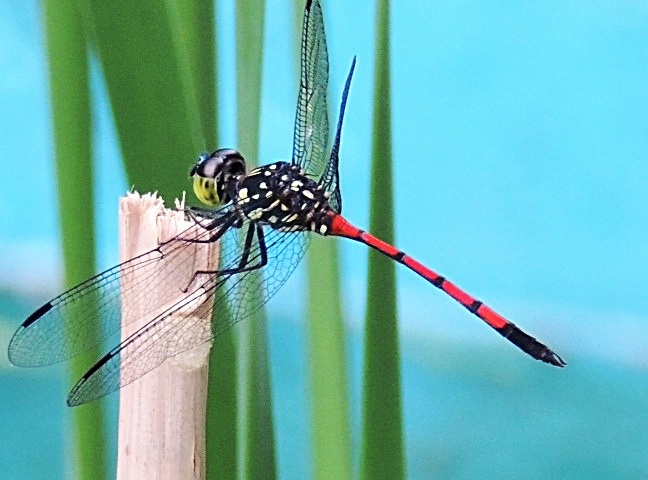 a dragonfly sitting on top of a wooden stick in front of water