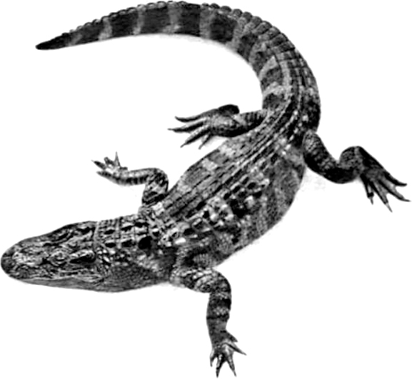 an alligator is on the side of a white background