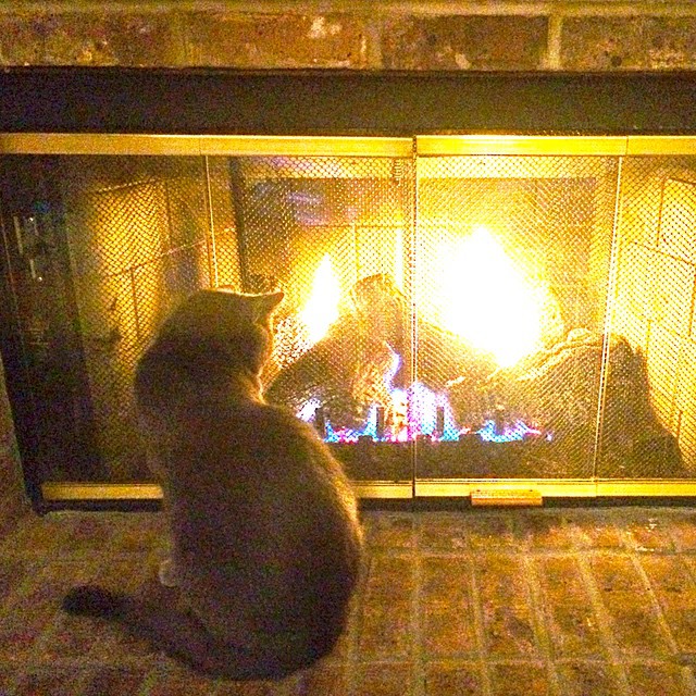 there is a cat sitting on the ground in front of a fireplace