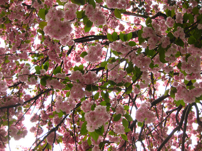 pink flowers blooming on the nches of trees