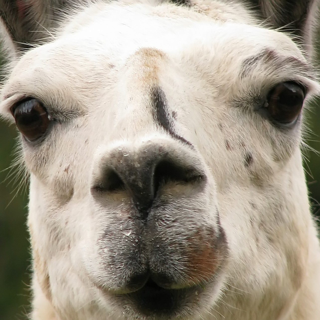 an alpaca close up looks into the camera