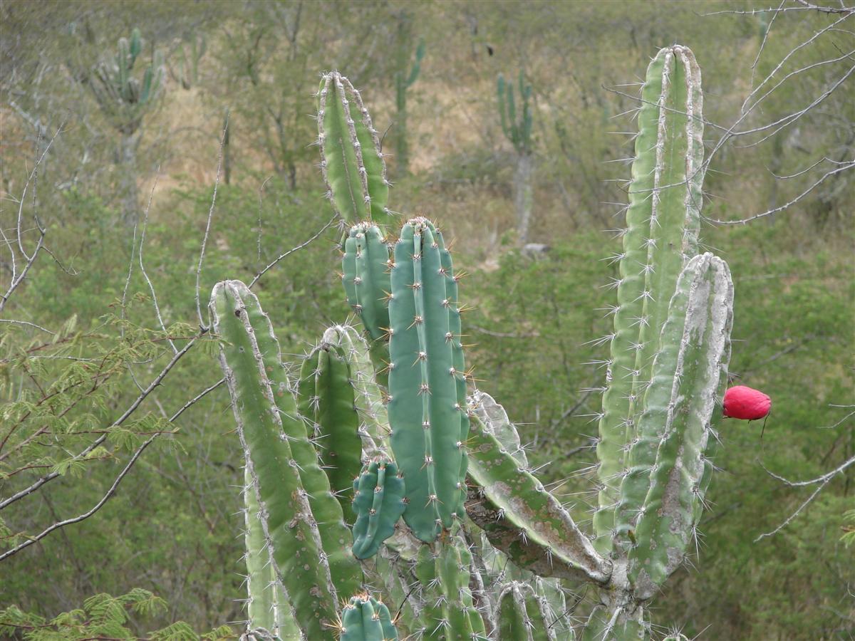 an odd looking cactus with a red ball in its middle