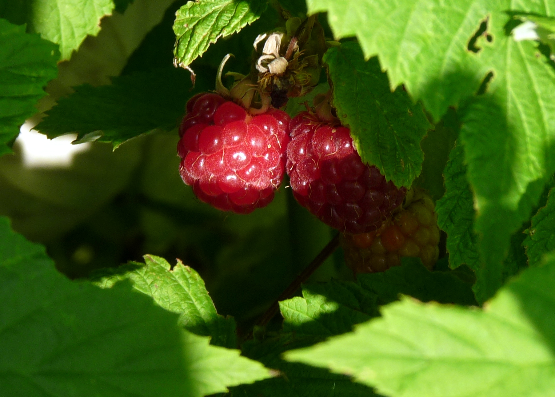 berries on a plant with green leaves in the foreground