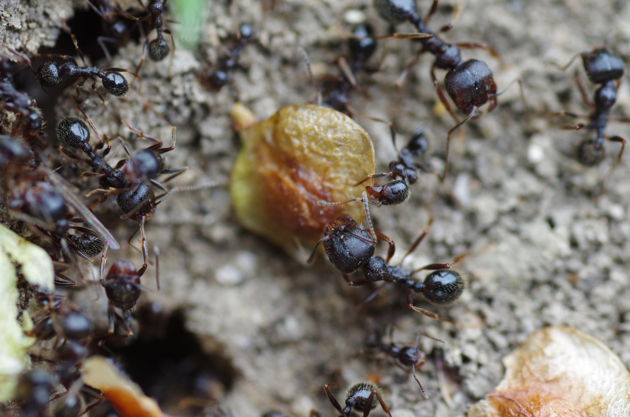 a group of ants walking together in the dirt