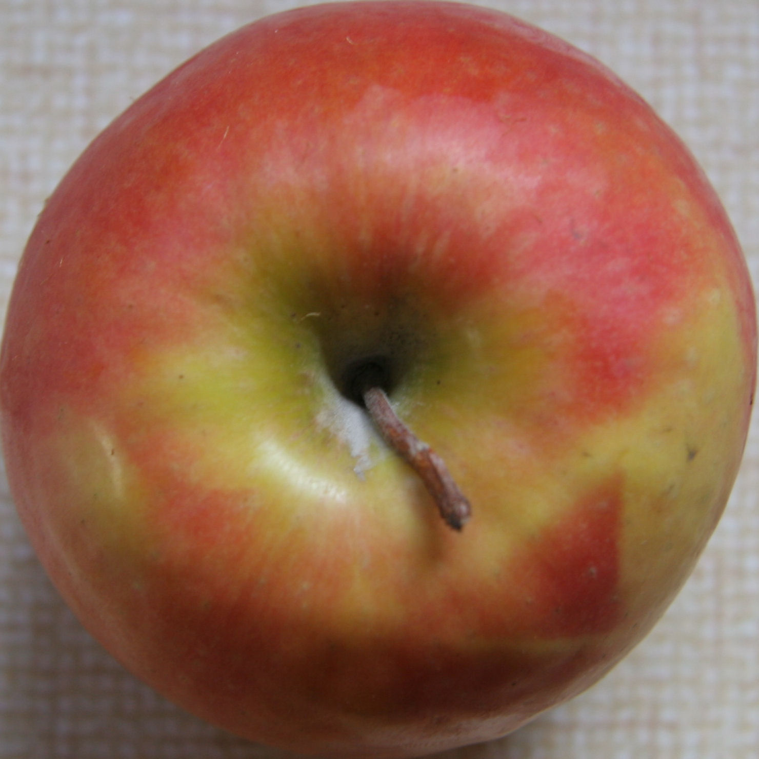 a red and yellow apple with green and yellow tips