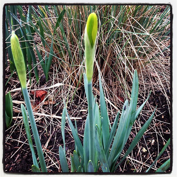 the only single flower is growing among the leaves