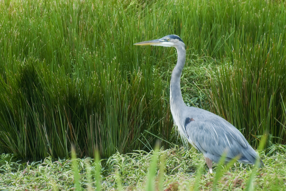 a large bird standing in tall grass near water