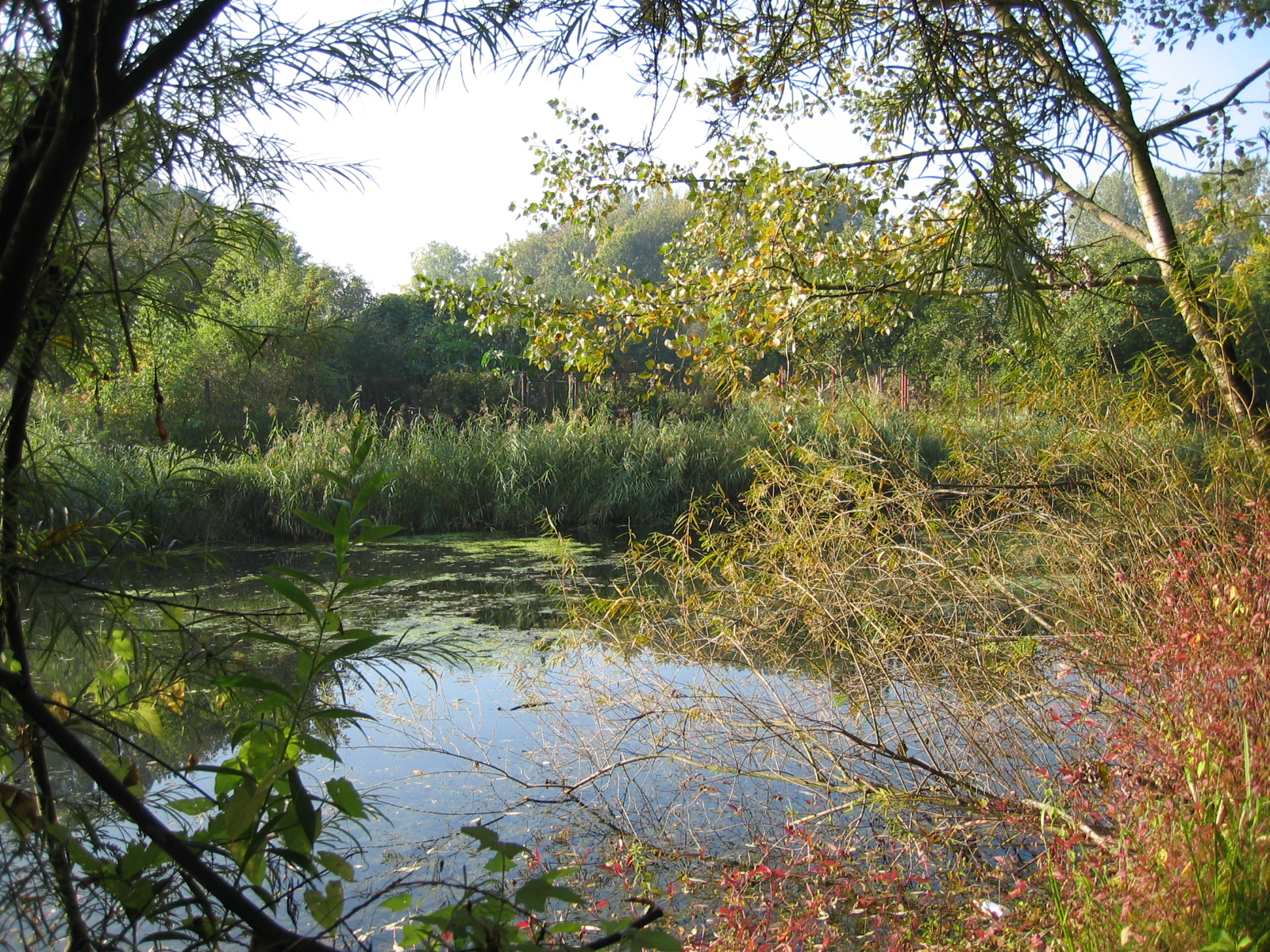 a pond with reeds and weeds near to it