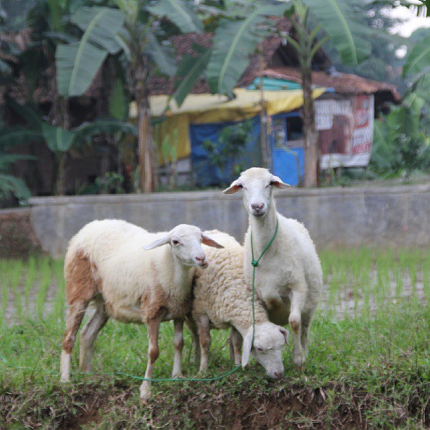 three sheep with a green leash standing together in the grass