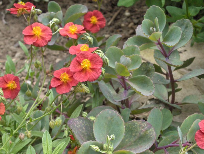 a bunch of flowers that are growing in the dirt