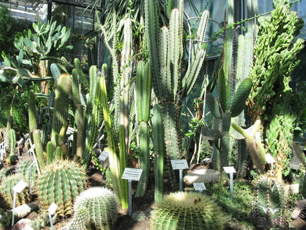 cactus and succulent plants displayed in indoor setting
