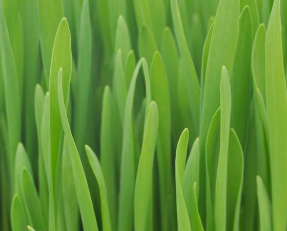 green grass growing from a patch in the grass