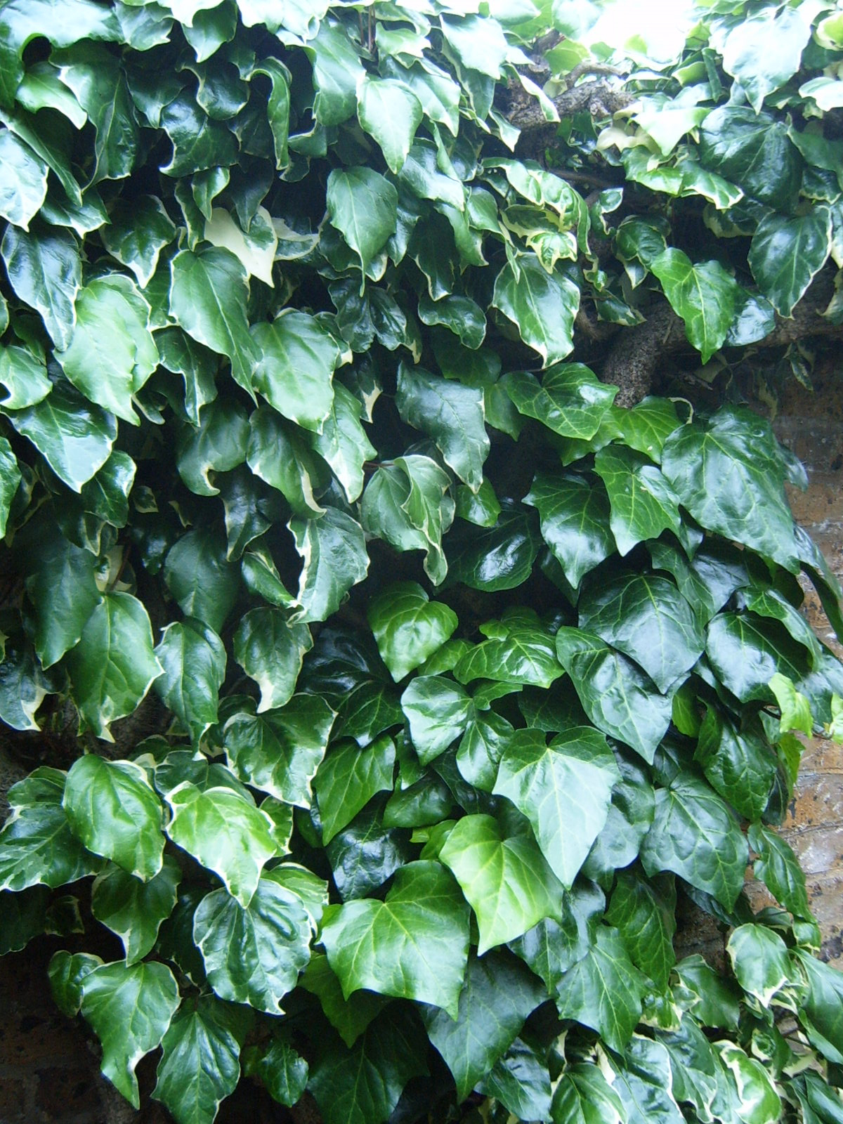 a close up of the foliage covering an outside wall