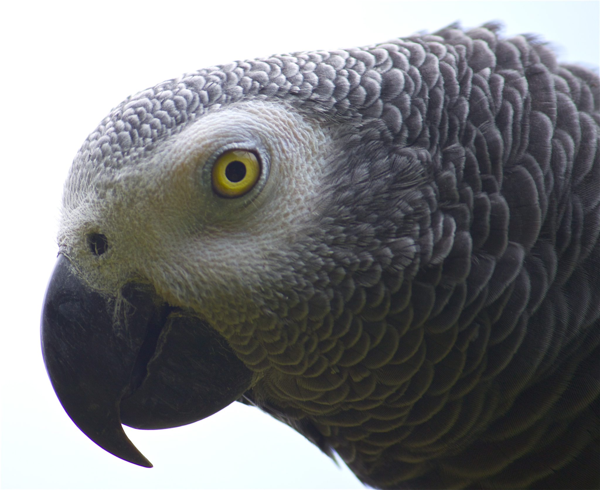 a close up view of a parrot with an interesting look