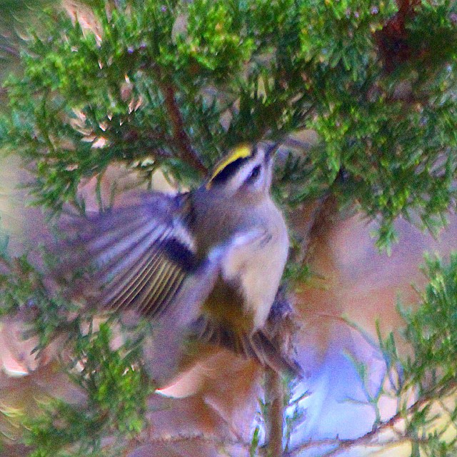 a small bird flying away from a tree