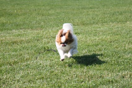 a dog that is running in the grass