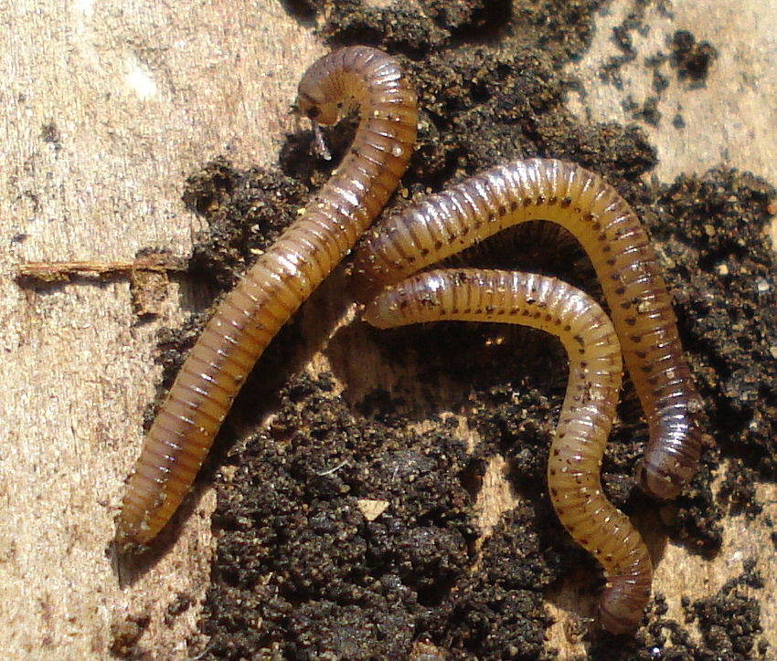 two brown insects crawling on some dirt