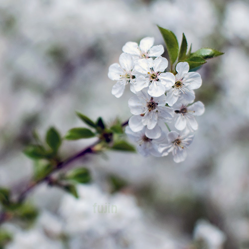 some pretty white flowers on the side of a tree