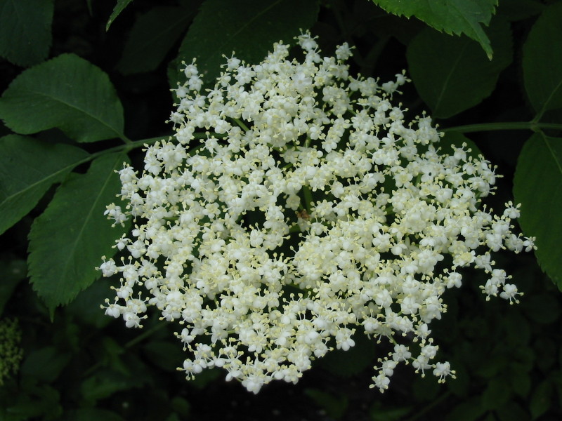 a cluster of white flowers with a big green leaves behind them
