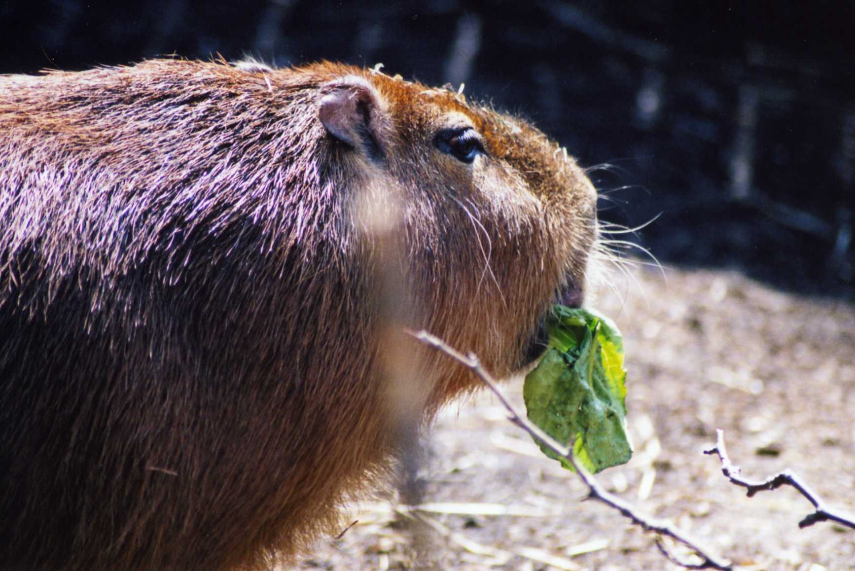 a close up of a capy animal eating leaves