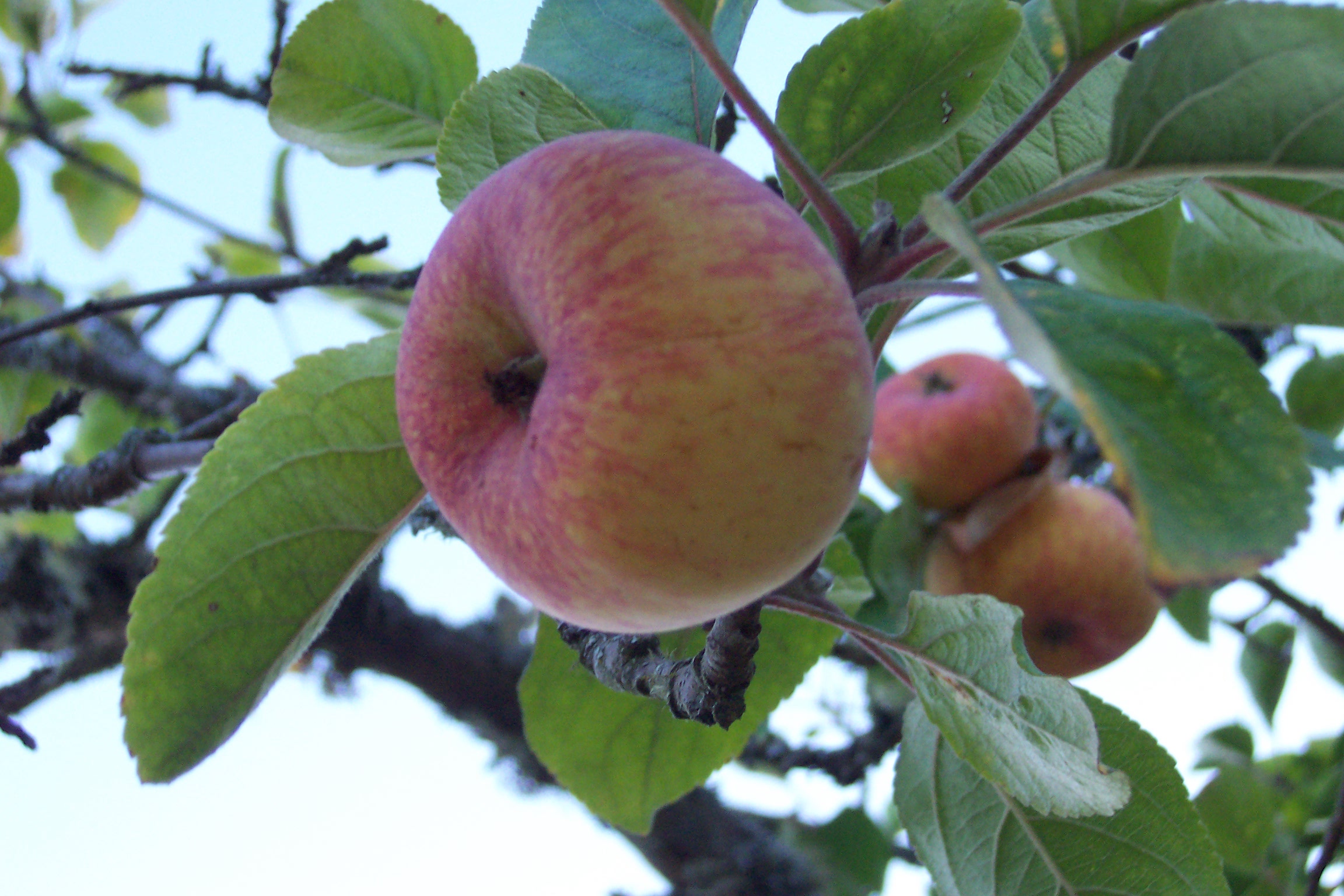 a couple of red and green apples that are on the tree